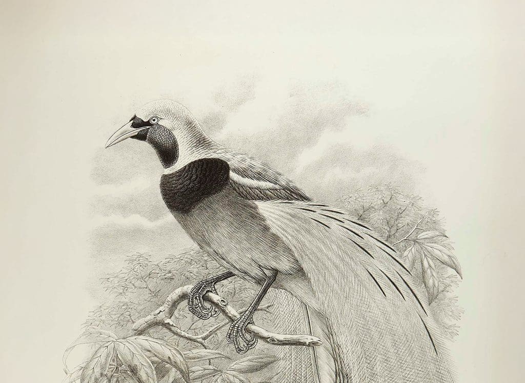 A black and white illustration of a bird with extravagant tail feathers, perched on a twig