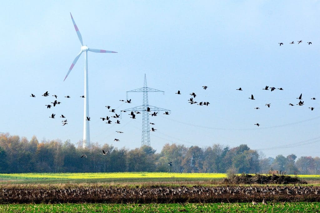 Pink-footed Geese in flight over a field with a wind turbine in the background