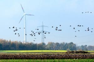 Pink-footed Geese in flight over a field with a wind turbine in the background