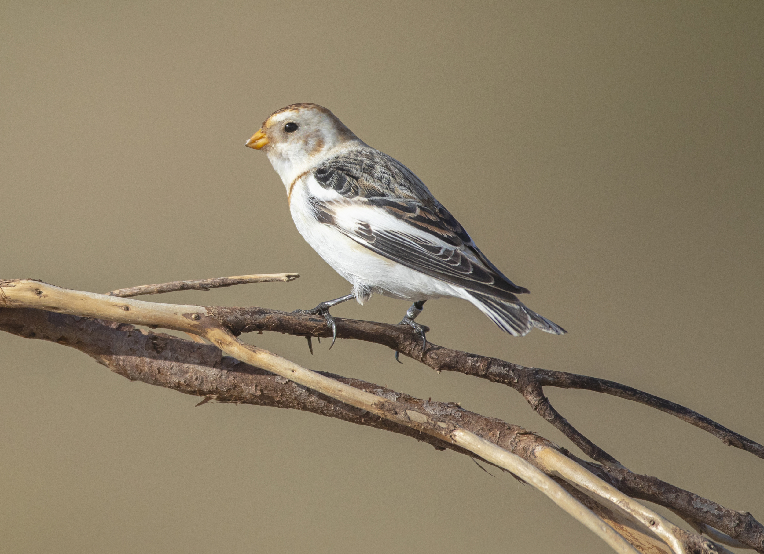 A Snow Bunting perched on a branch