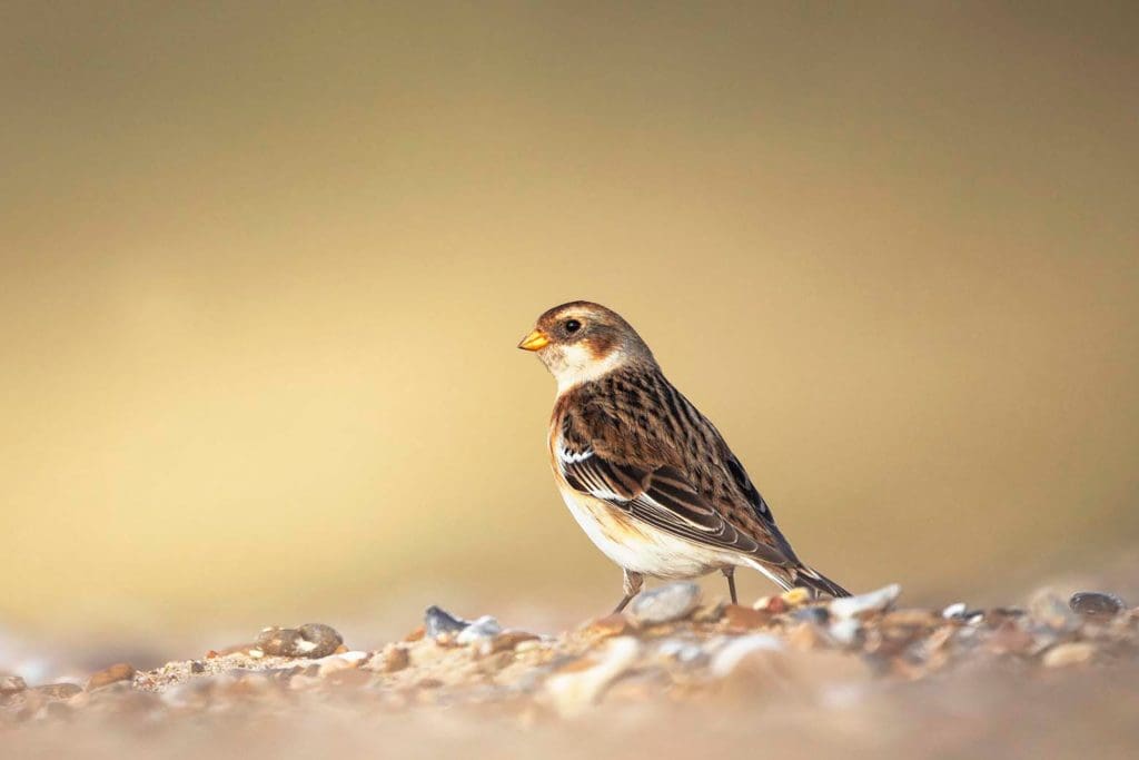 Snow Bunting adult foraging on beach
