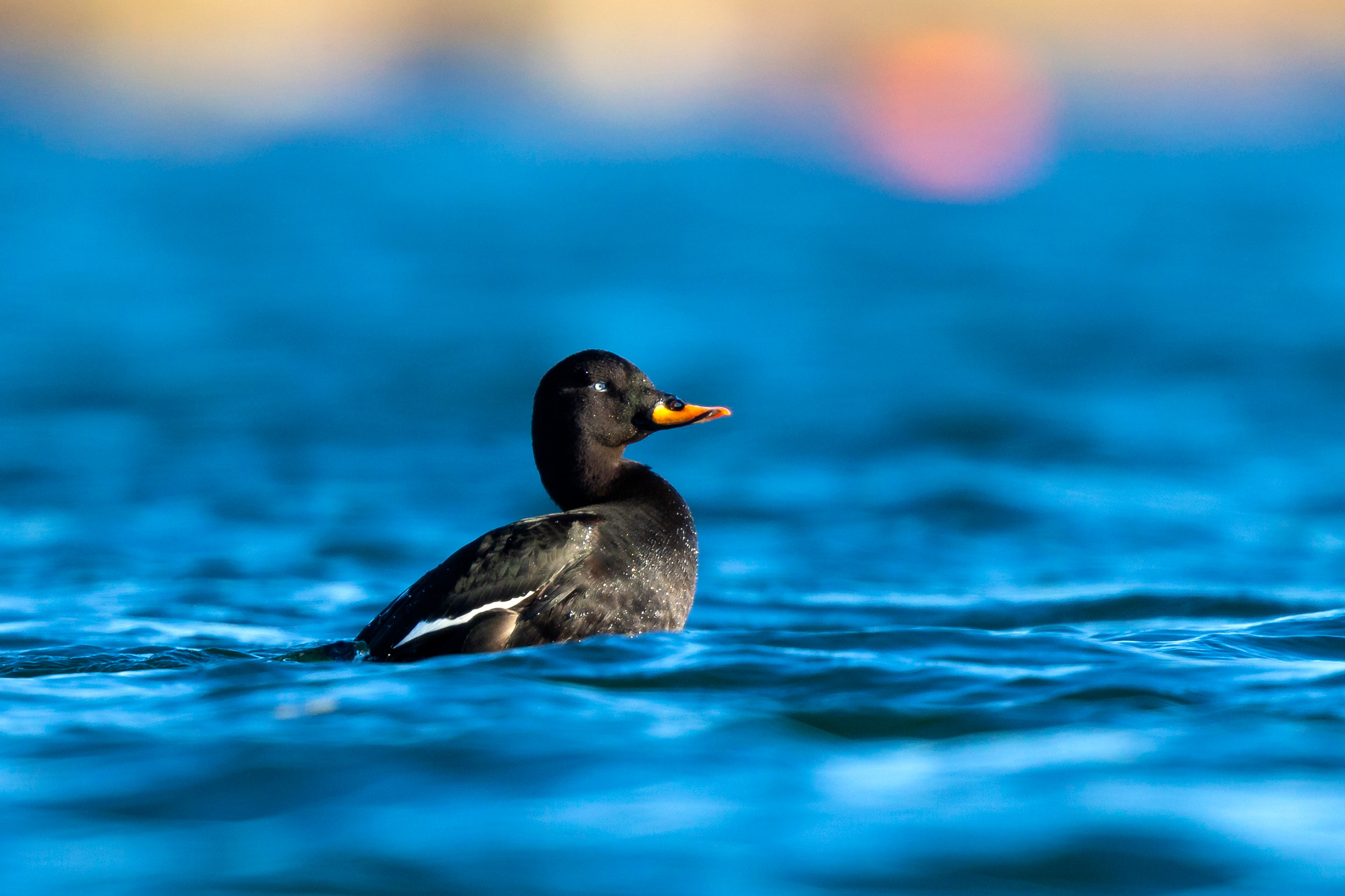 A black duck bobbing on blue water
