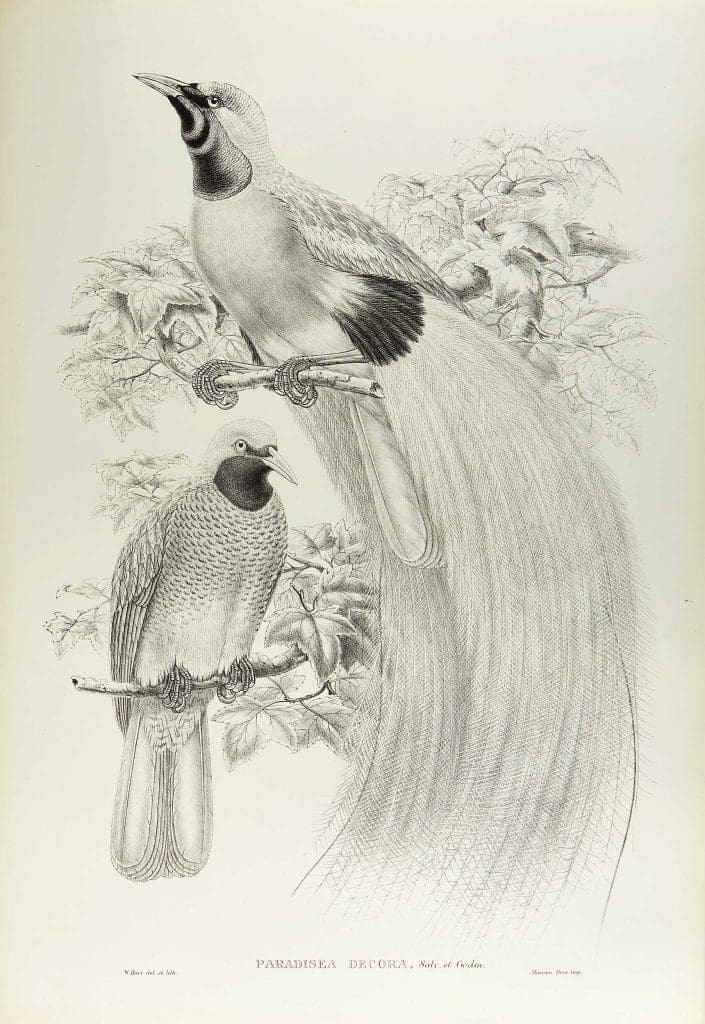 A black and white illustration of a pair of birds perched on separate twigs. The bird in the foreground has a long and broad tail.