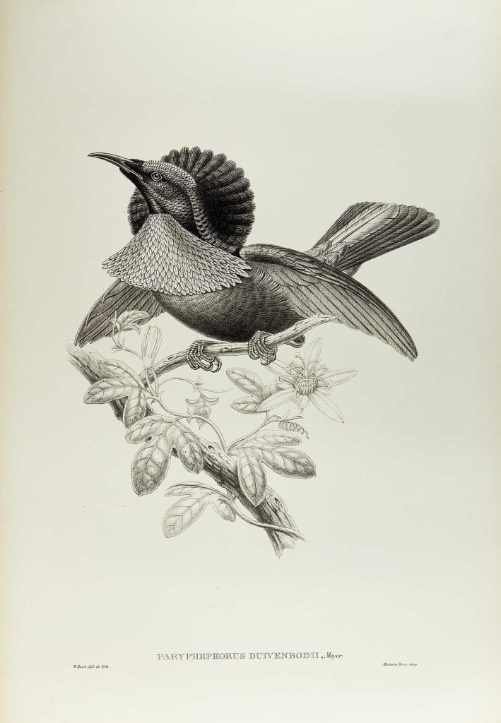 A black and white illustration of a bird with a fan of chest feathers, wings outstretched and perched on a twig.