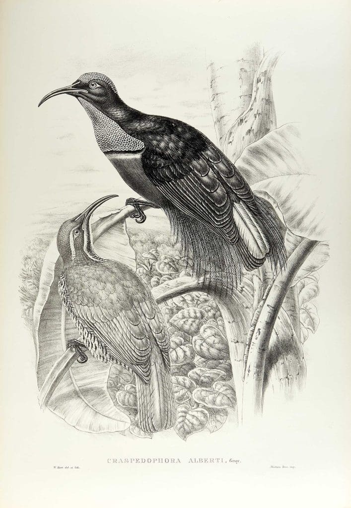 A black and white illustration of two birds perched in a tree. They have downcurved bills.