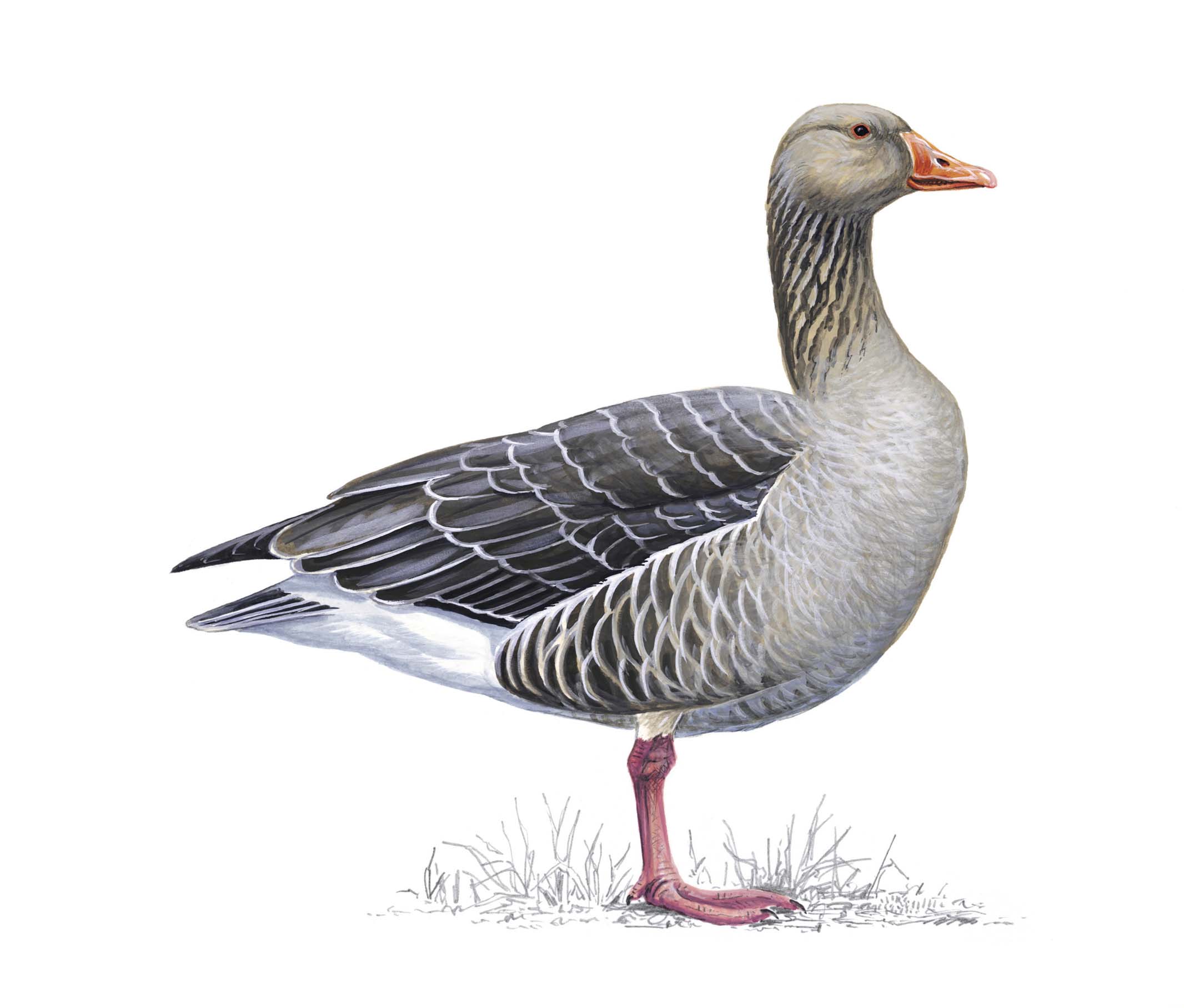 Illustration of a Greylag Goose