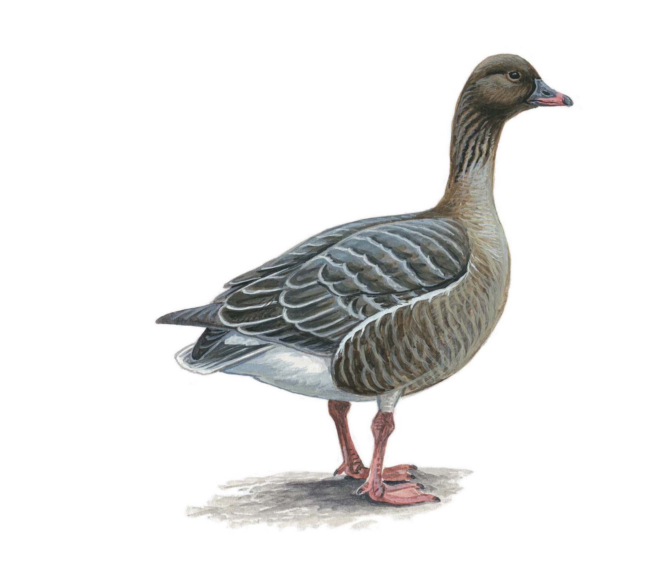 Illustration of a Pink-footed Goose