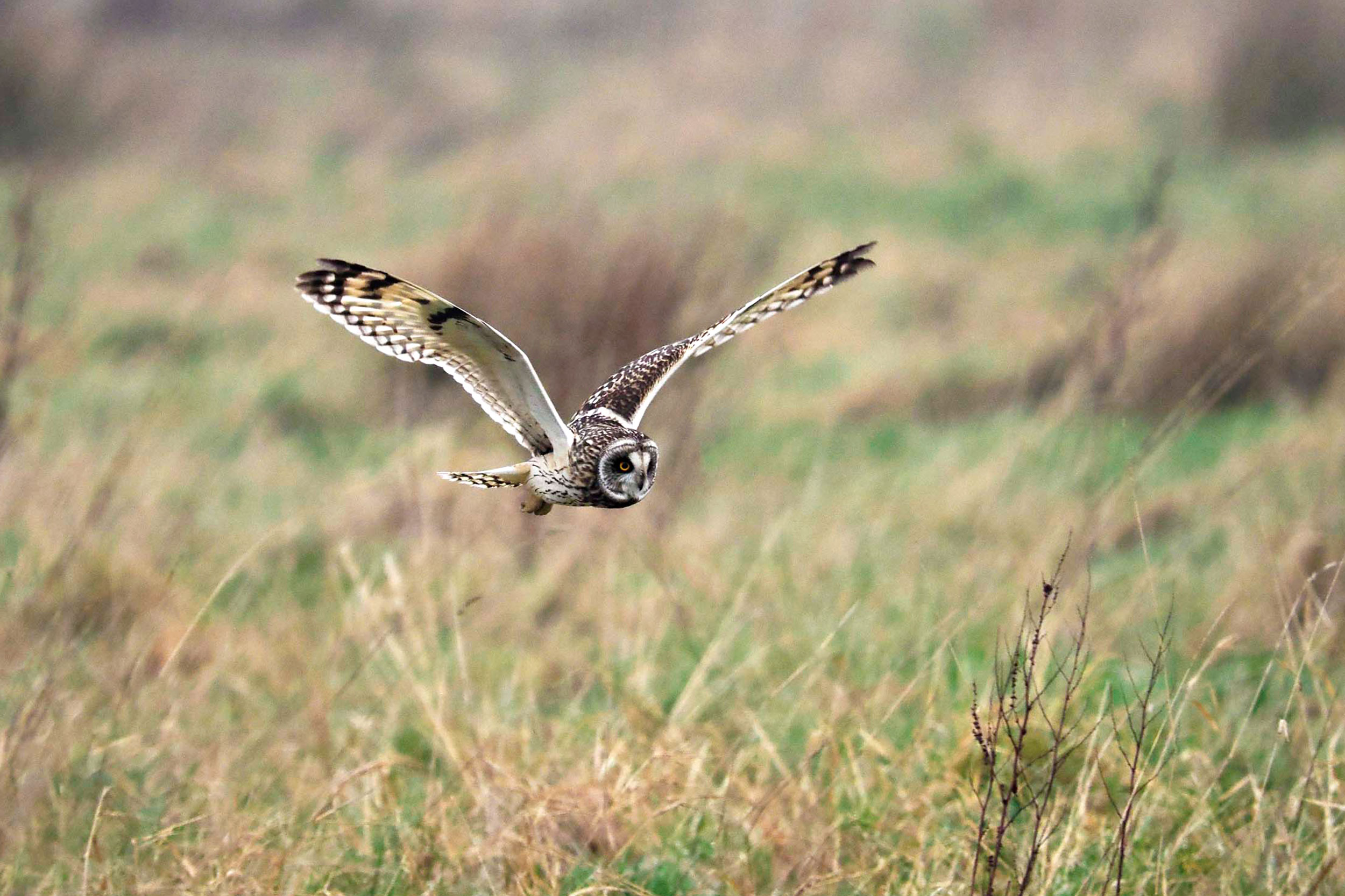 Short-eared owl flying over grassland