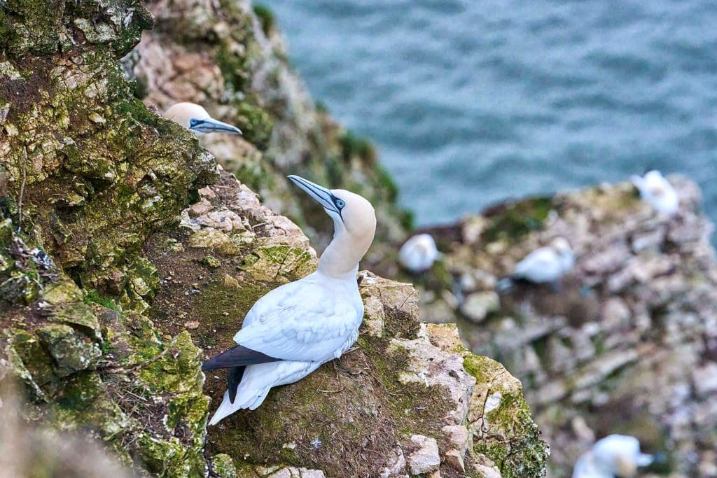 Gannets nest at Bempton.