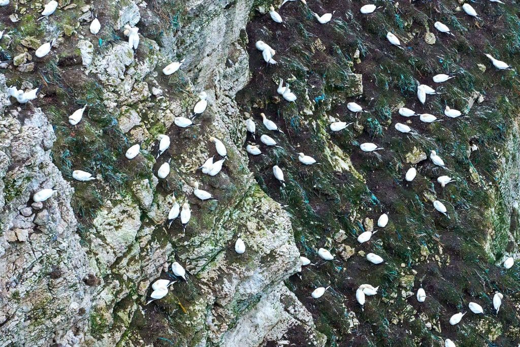 Breeding season on the chalk face.