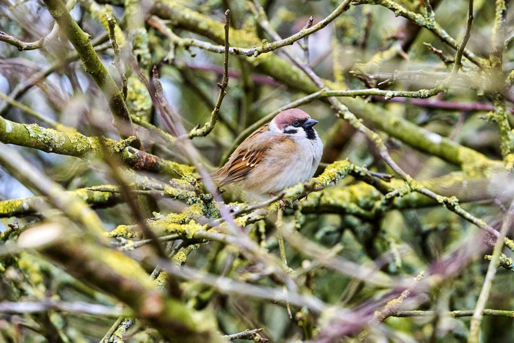 Tree Sparrow in tree