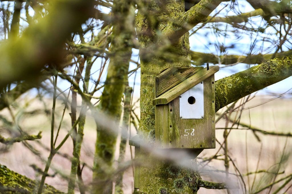 Bird box in a tree at Bempton Cliffs