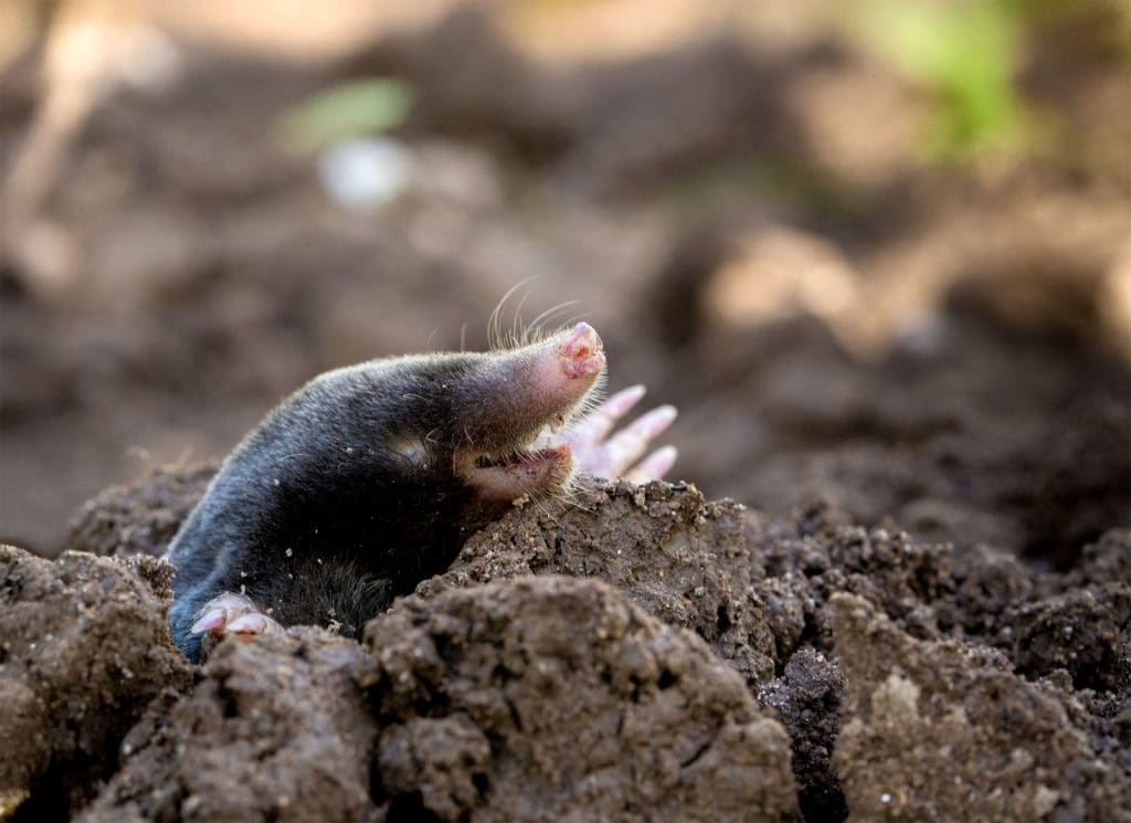 Mole poking head out of ground