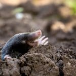 Previous Post Thumbnail