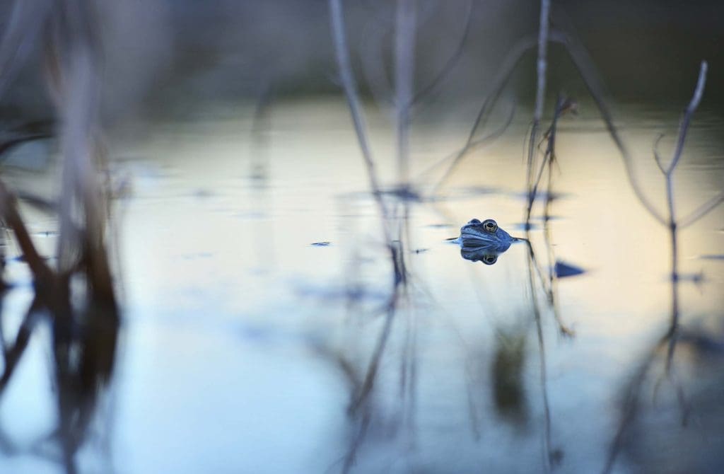 A Common Frog pokes its head above the water of a still pond