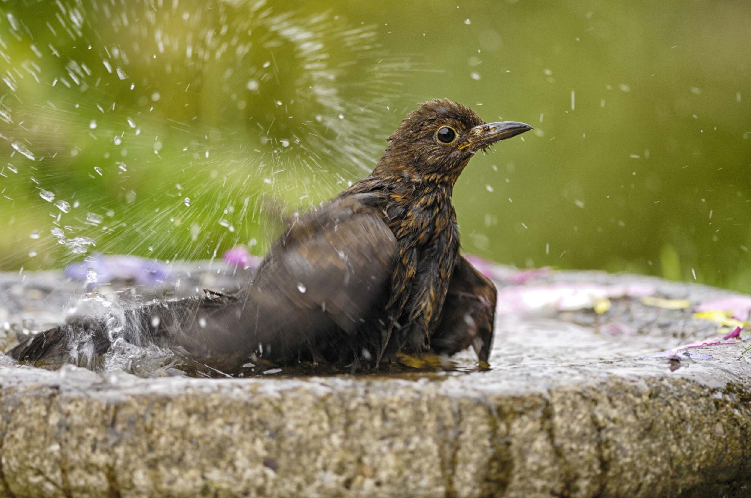 A juvenile Blackbird bathing in a garden bird bath.