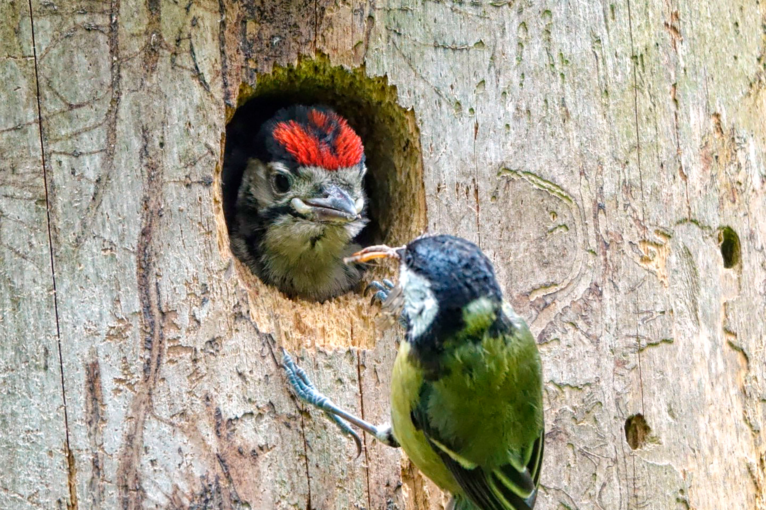 A Great Tit feeds a Great Spotted Woodpecker chick who is in a tree cavity