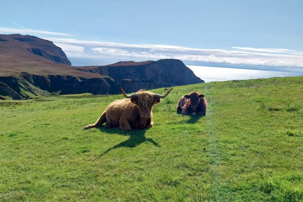 Two highland cows lie on the grass