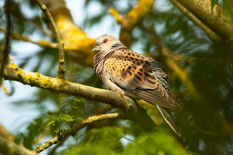 A Turtle Dove sits on a branch in a tree