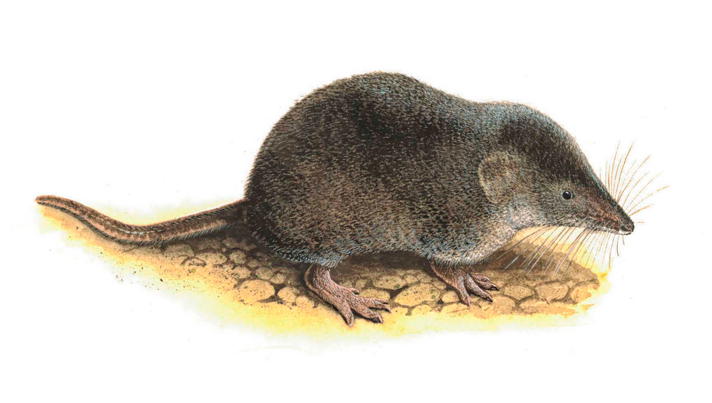 On average, Common Shrews' brain cases reduce in size by 15.3% between summer and November. Illustration: Common Shrew by Chris Shields.