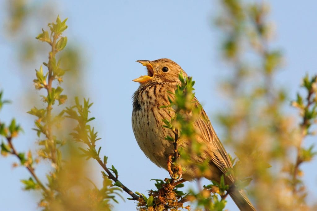Corn bunting bird in tree