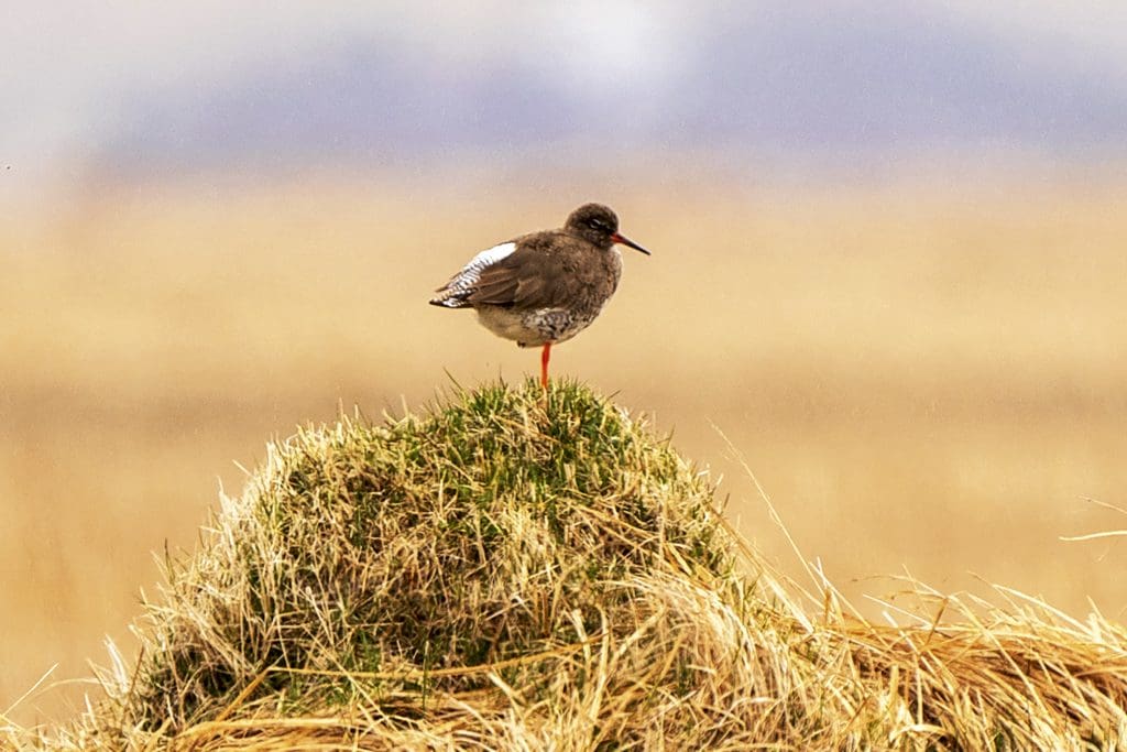 A Redshank is perched on one leg on a stump in the grass