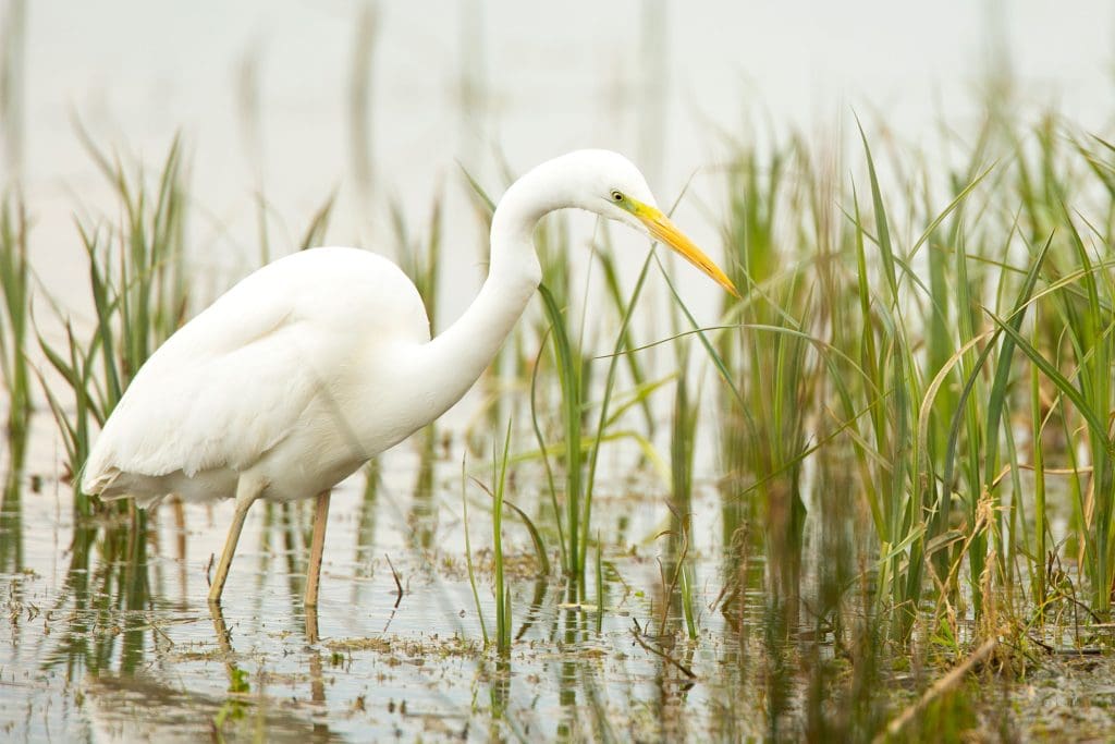 A Great White Egret stood in water