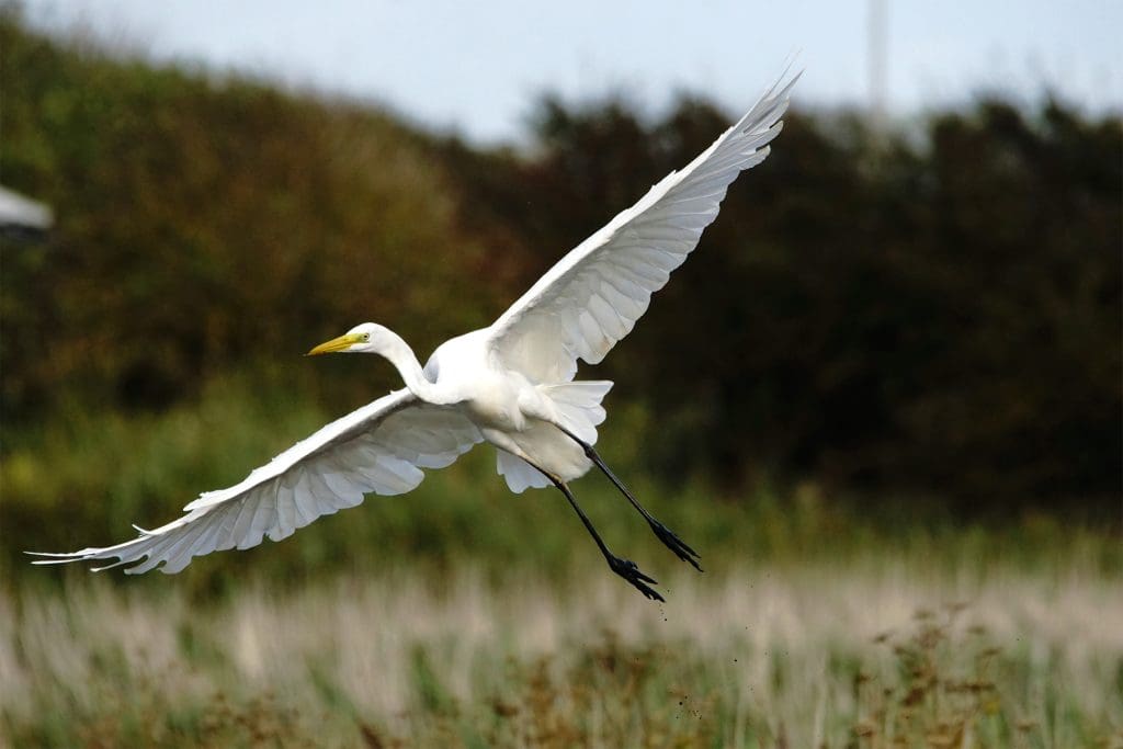 A Great White Egret in flight
