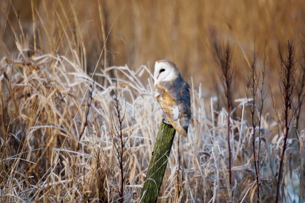 Barn Owl sat on a post
