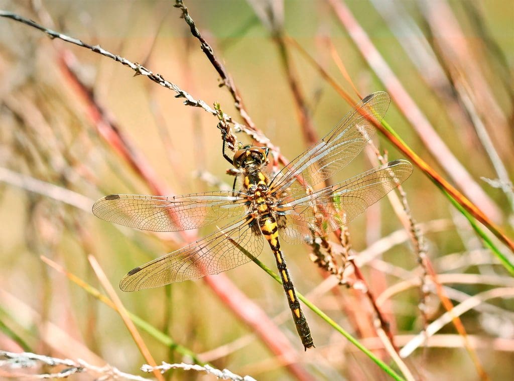 A yellow and black dragonfly on a blade of grass