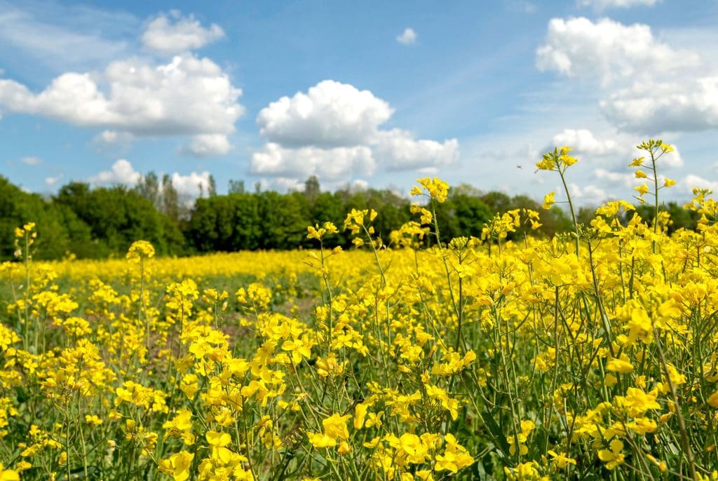 Hedgerow and oilseed rape field