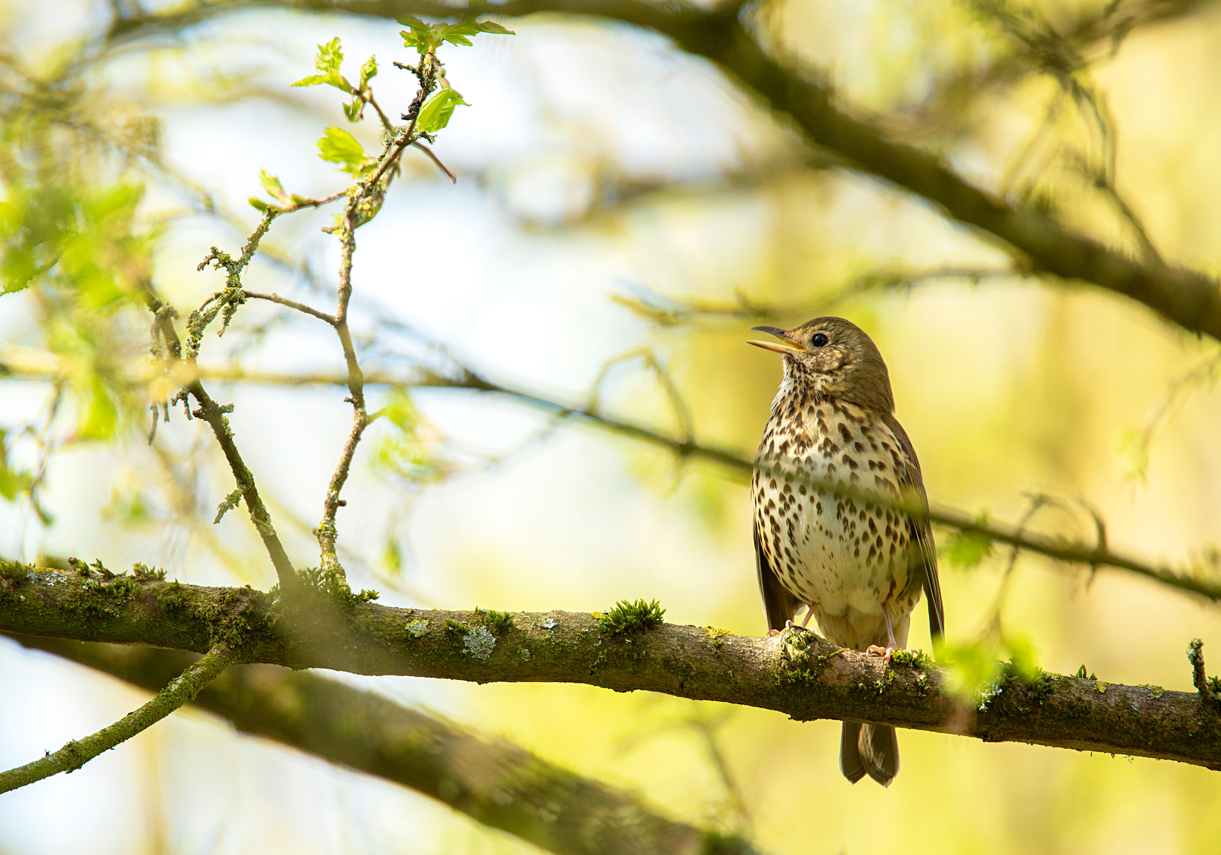 A Song Thrush perched on a branch singing