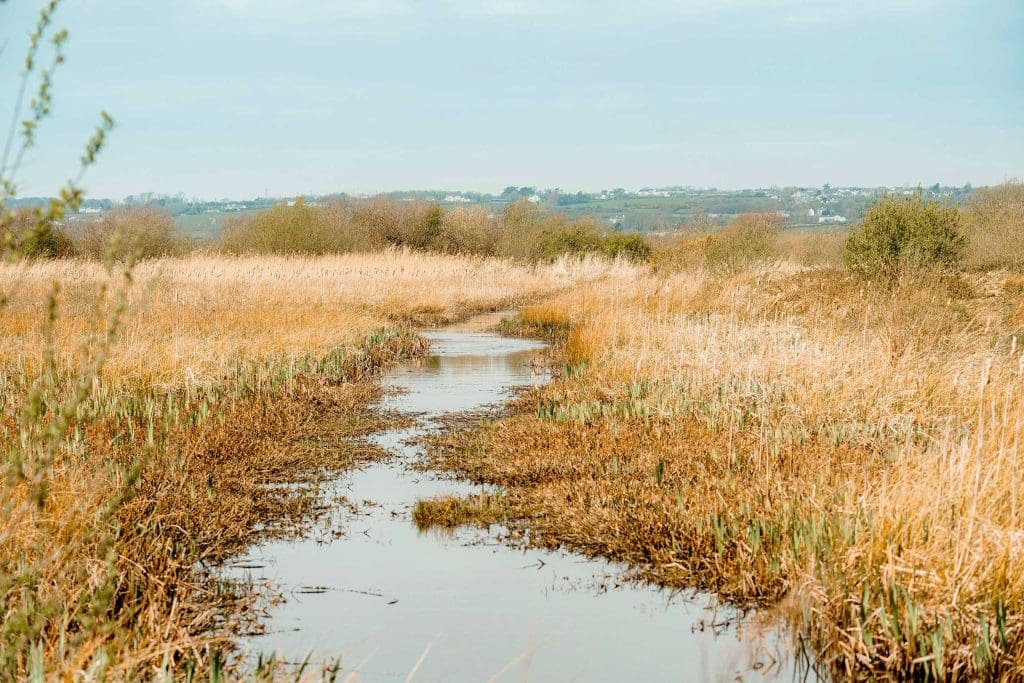 Reedbed at RSPB Cors Ddyga