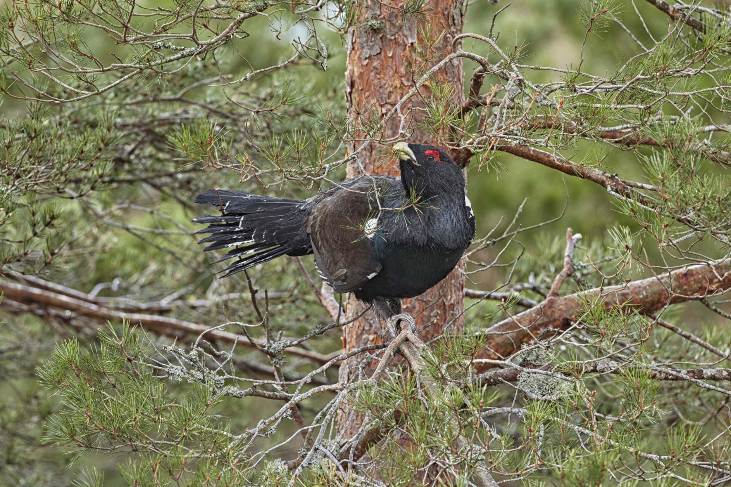 Capercaillie in Scots pine