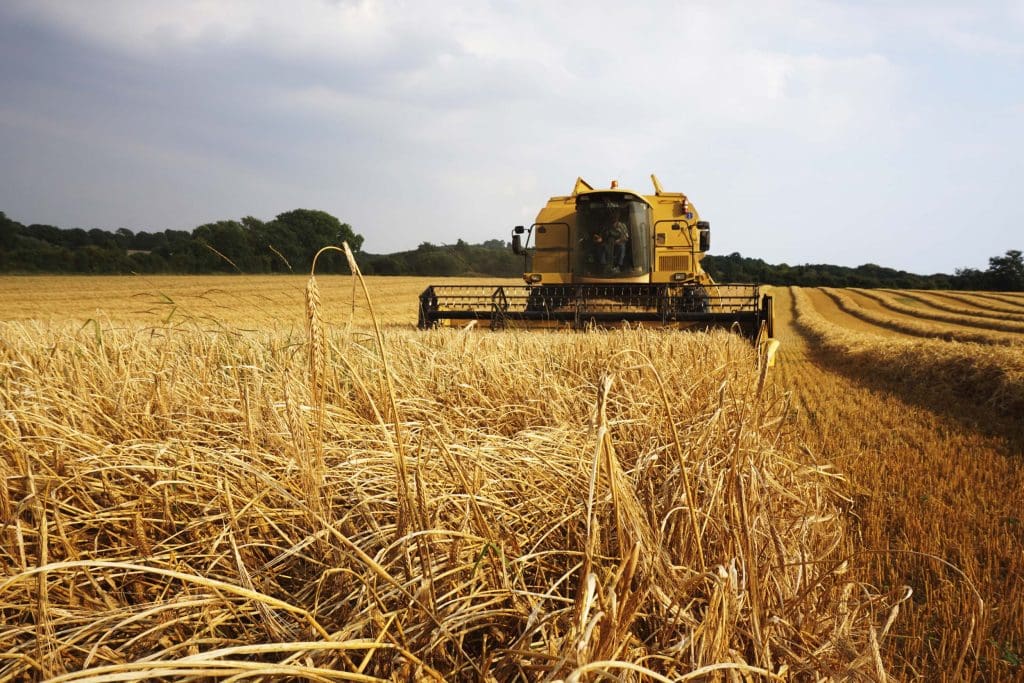 Combine harvester cutting barley in a field