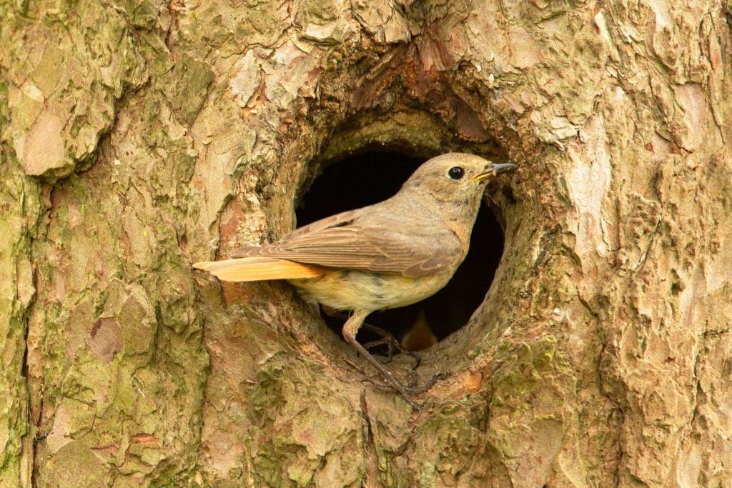 A female Redstart at the entrance of a nest hole in a tree