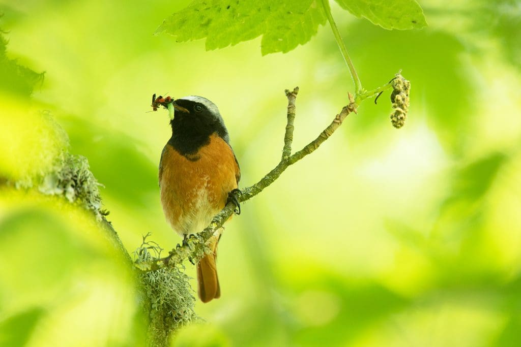 A male Redstart perched on a branch with food in its mouth