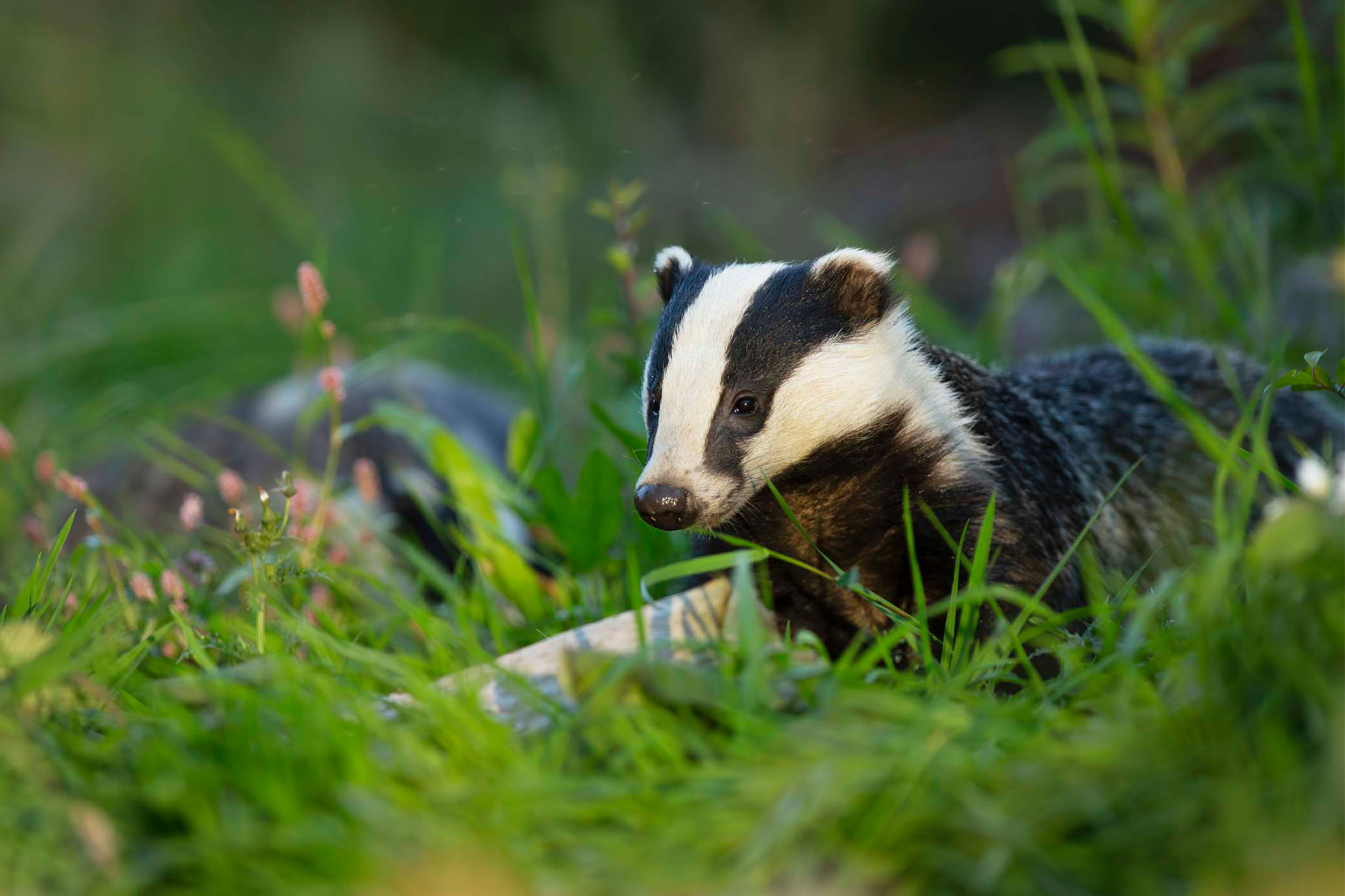 A Badger foraging in a meadow