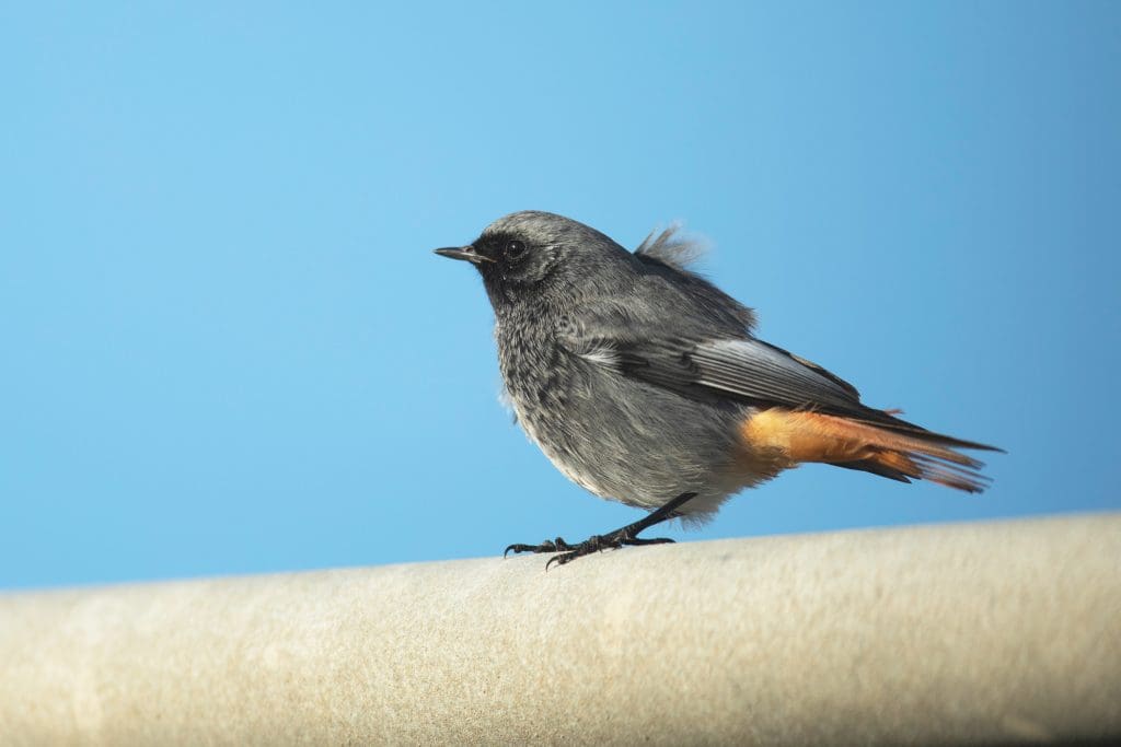 A male Black Redstart perched against a blue sky