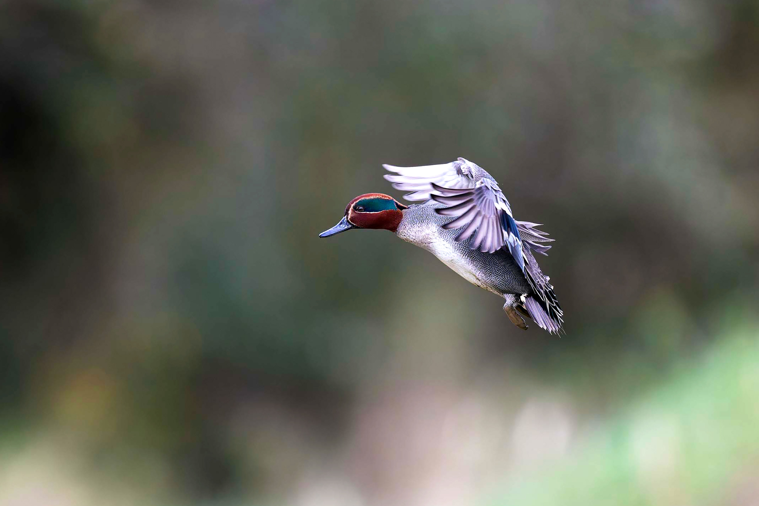 A male Teal in flight
