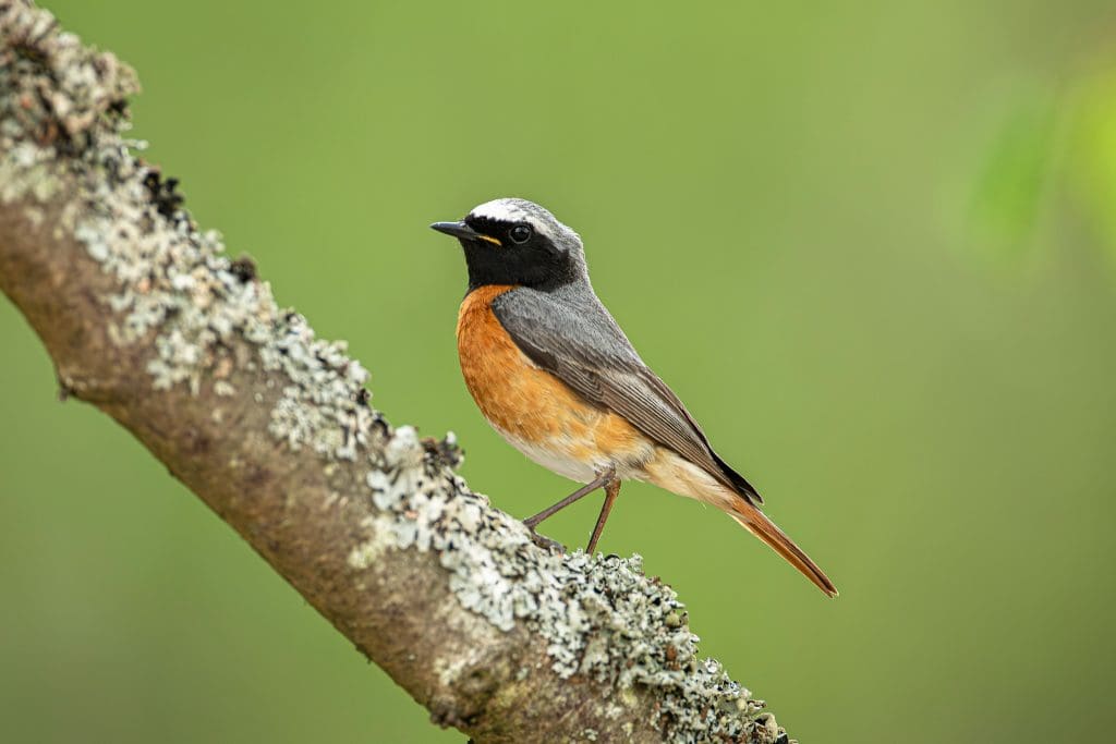 A male Redstart perched on a branch