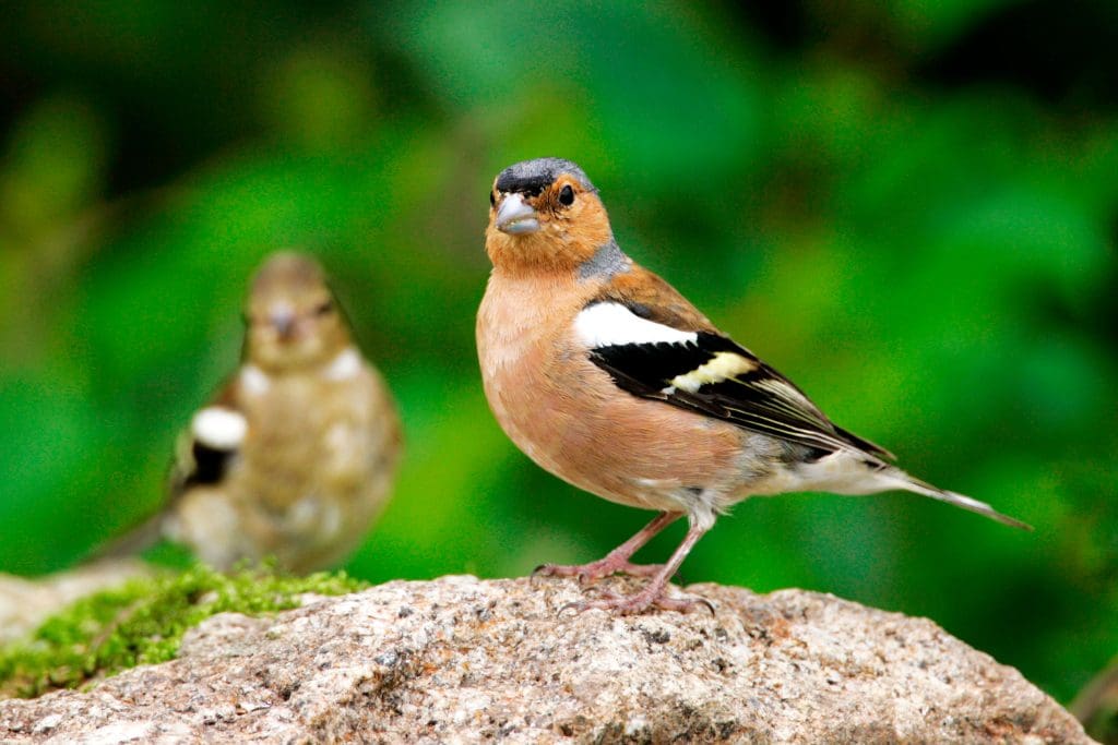 A male Chaffinch perched on a rock. A female Chaffinch is in the background out of focus
