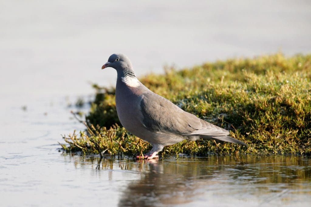 A Woodpigeon stands at the water's edge