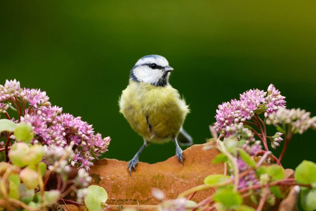 A Blue Tit perched on a brick surrounded by pink flowers