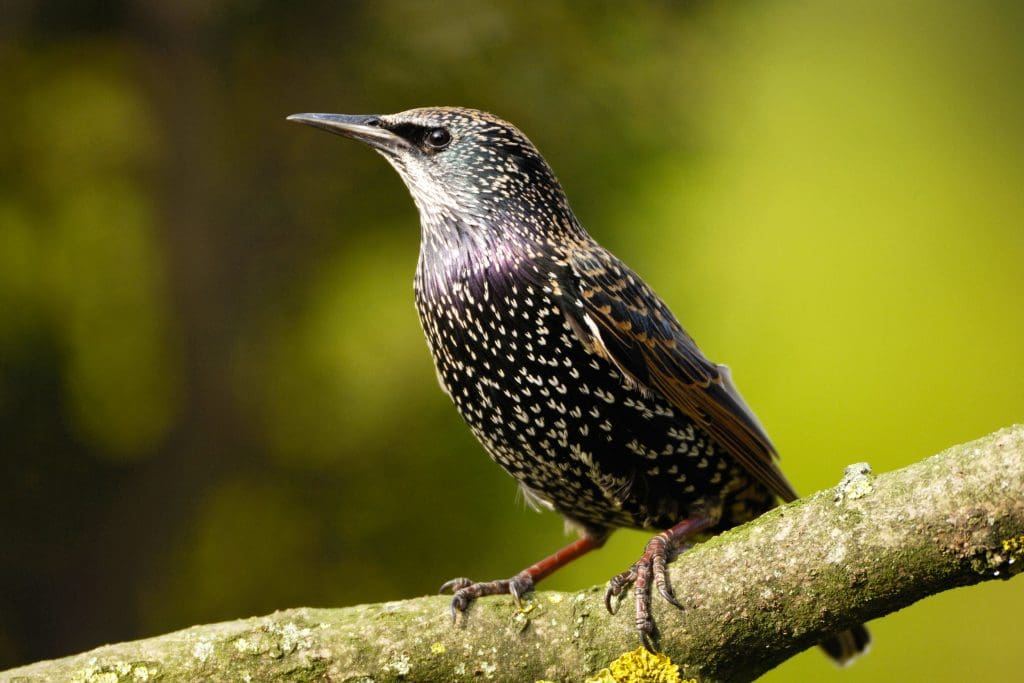 A Starling perched on a branch