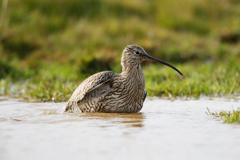 Curlew bathing in shallow pool