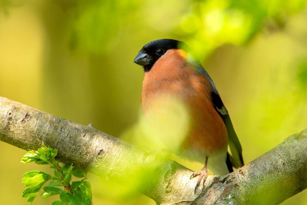 A male Bullfinch perched on a branch