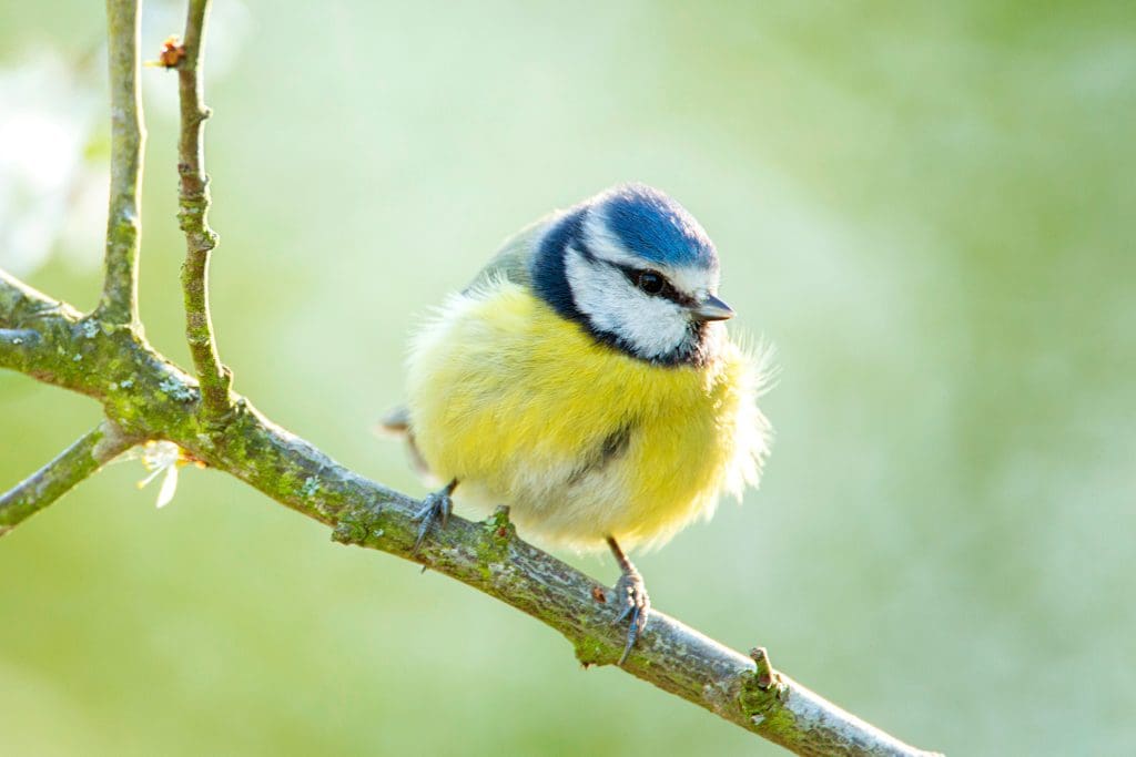 A Blue Tit sat on a branch