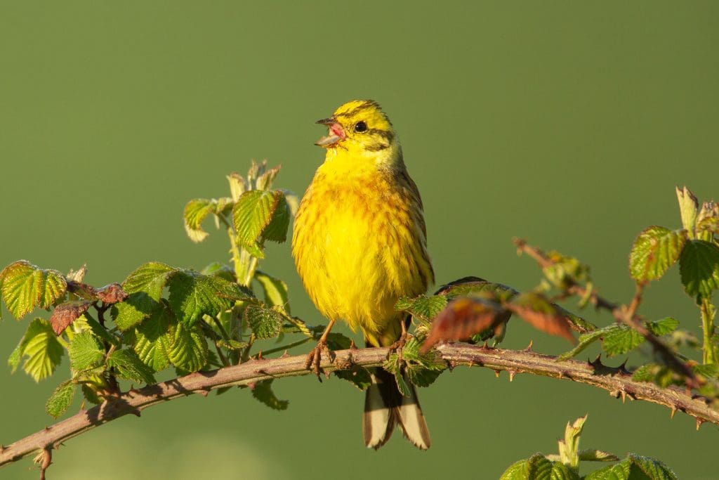 A Yellowhammer singing on a branch