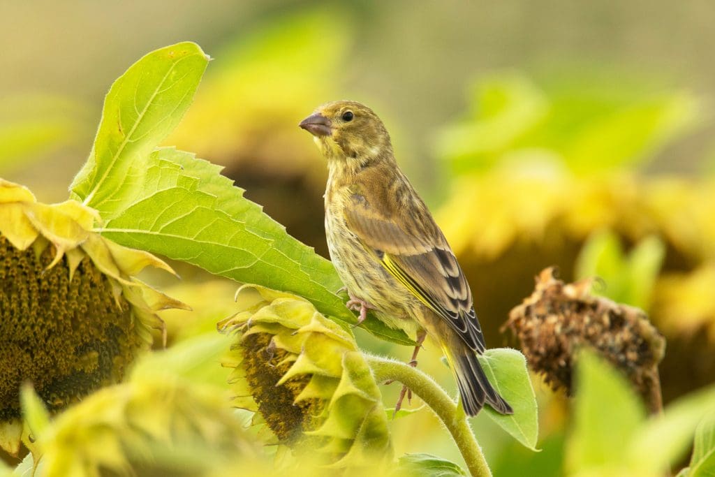A Greenfinch sits on a sunflower